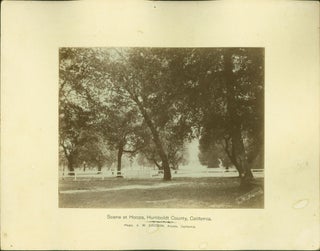 Item #200594 [Group of Trees Near Fort Gaston Buildings on Hoopa Valley Reservation (Humboldt...