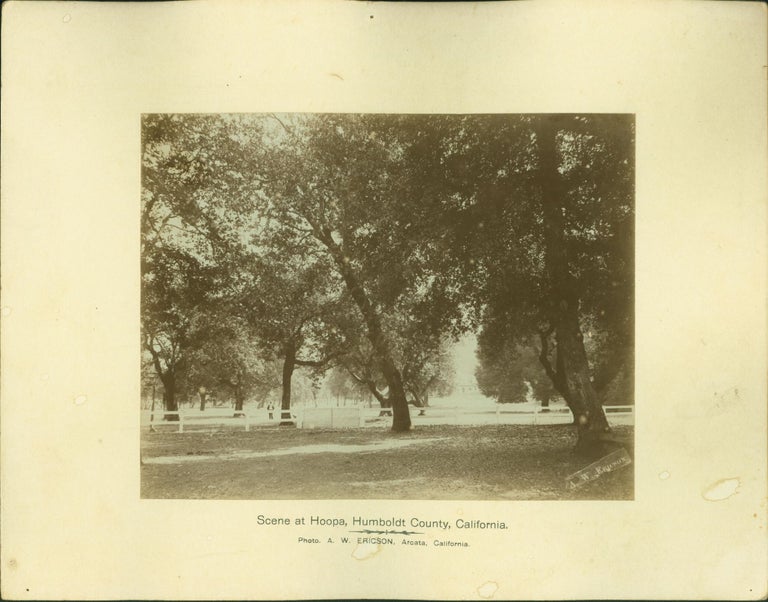 Item #200594 [Group of Trees Near Fort Gaston Buildings on Hoopa Valley Reservation (Humboldt State University caption)]. A. W. Ericson.