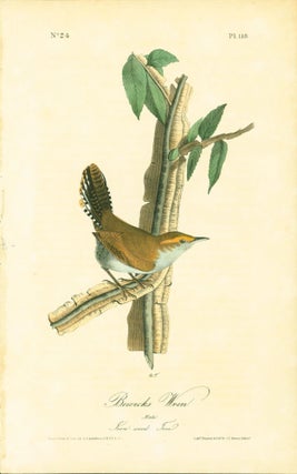 Item #200739 Bewicks Wren [No. 24, pl. 118]. John James Audubon