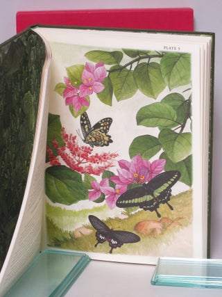 Butterflies of Bali