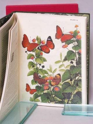 Butterflies of Bali