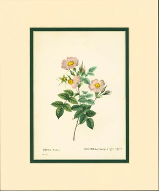 Item #206645 Rosa stylosa [Short-styled field rose]. Pierre-Joseph Redoute