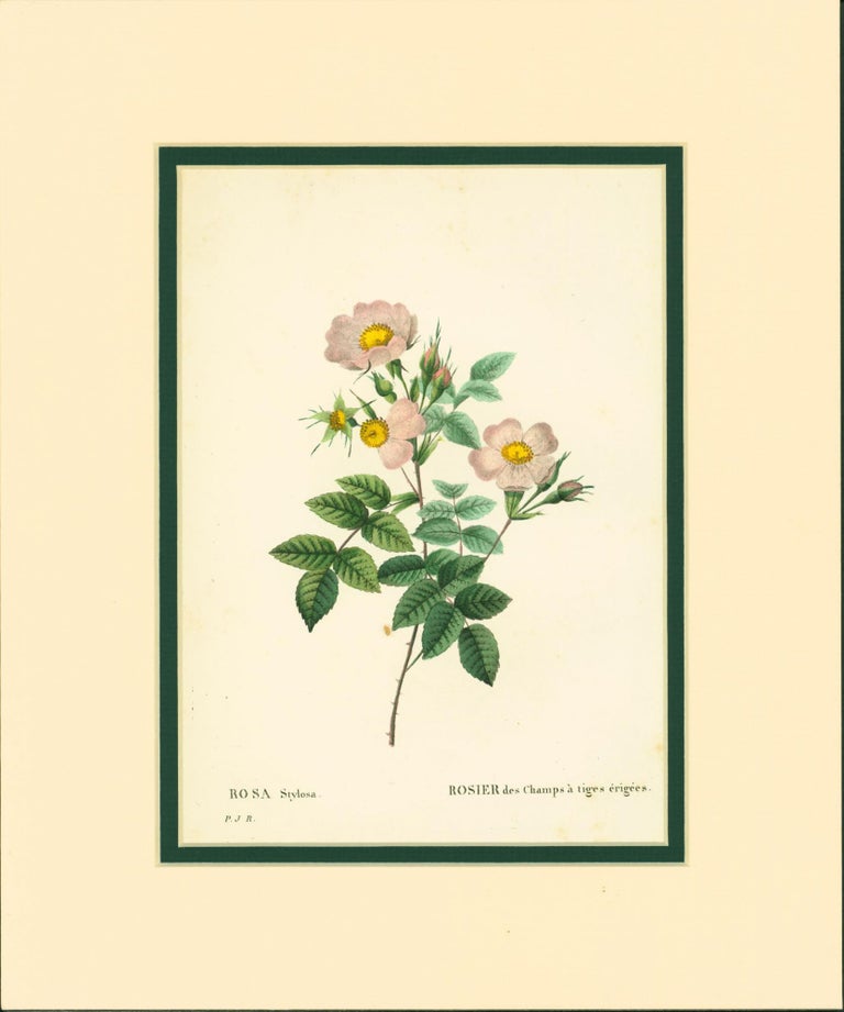 Item #206645 Rosa stylosa [Short-styled field rose]. Pierre-Joseph Redoute.