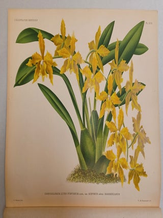 L'Illustration Horticole. 5me Serie. Tome XXXVII, 4me Volume, 3me Livraison, 20 Mars, 1890; 7me Livraison, 12 Aout, 1890; 11me et 12me, 1 Decembre, 1890 (8 chromolithograph color plates) (3 complete issues)