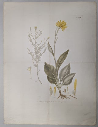 Item #294458 1. Arnica lanigera, 2. Centaurea lappacea (botanical print). Michele Tenore