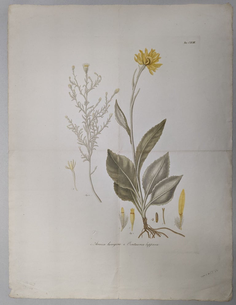 Item #294458 1. Arnica lanigera, 2. Centaurea lappacea (botanical print). Michele Tenore.